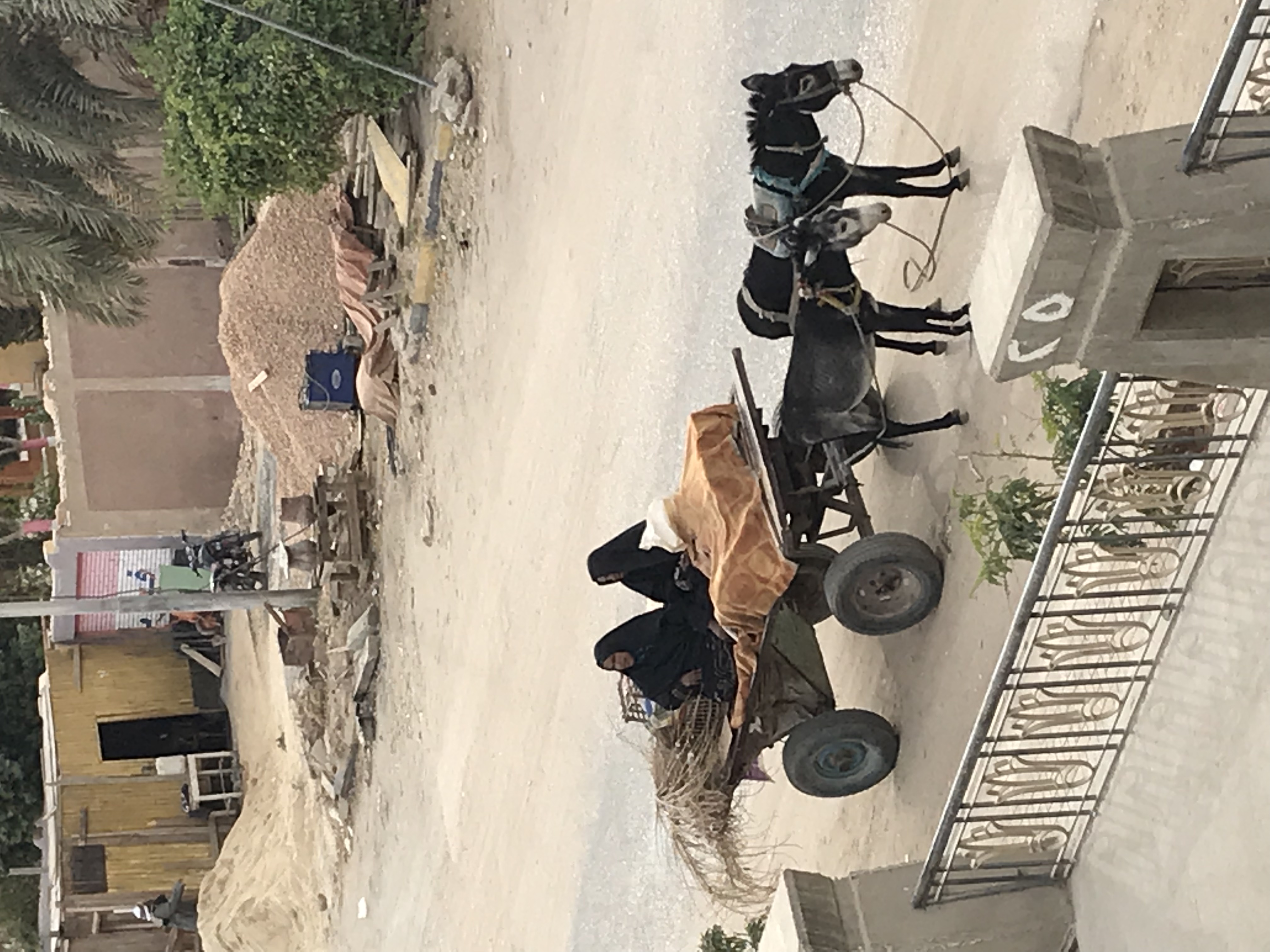 ./2018/16 - Egypt/11 - Edfu/IMG_4204.jpg